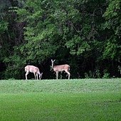 UHCL is located on a nature reserve