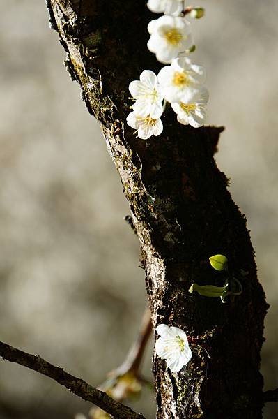 DSC04755一生能有幾次枯榮