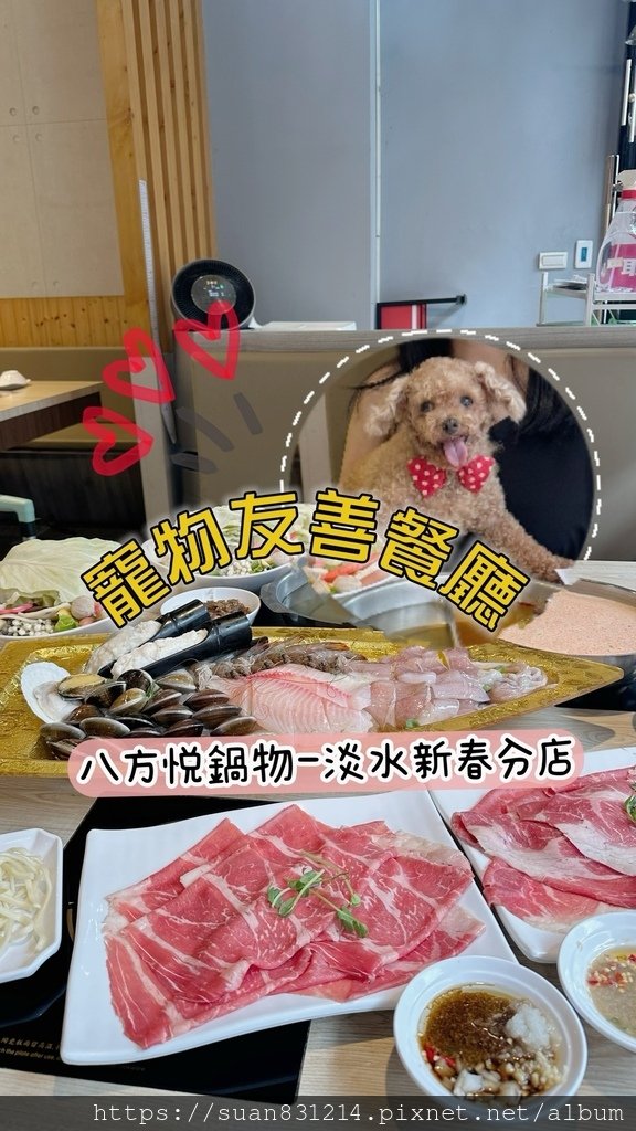 《新北食記》寵物友善餐廳｜八方悅鍋物－淡水新春分店｜店貓超級