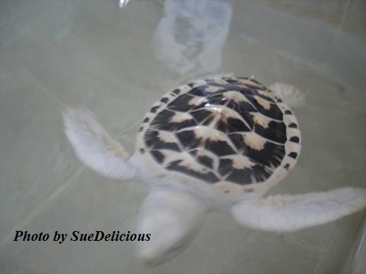 Sea Turtle