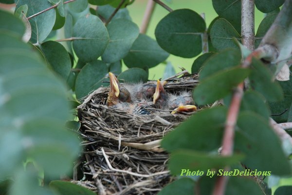 Robin day 3-01