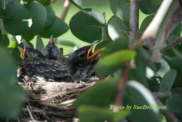 Robins Day 6-02