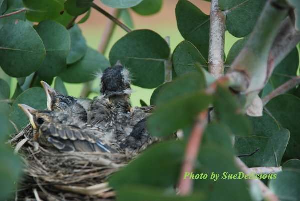 Robin Day 7-01