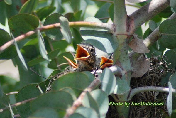 Robin Day 7-02