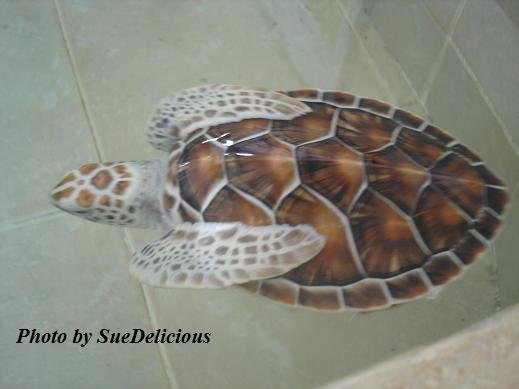 Sea Turtle