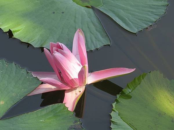 IMG_4467