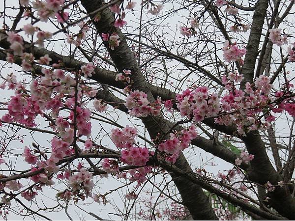 IMG_3987