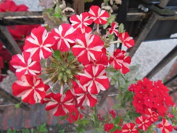 IMG_8809.jpg