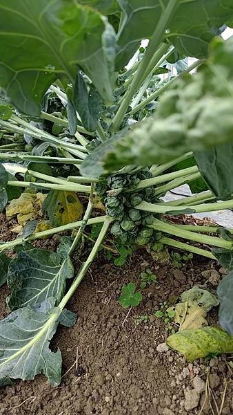 抱子甘藍(Brussels sprout)
