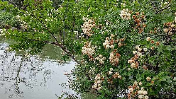 風箱樹 Buttonbush （水芭樂）