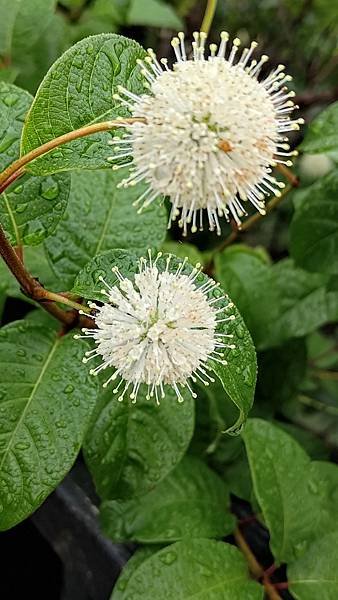 風箱樹 Buttonbush （水芭樂）