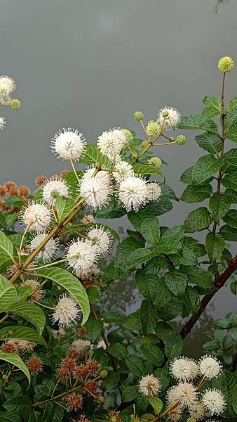 風箱樹 Buttonbush （水芭樂）