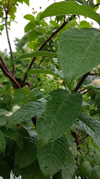 風箱樹 Buttonbush （水芭樂）