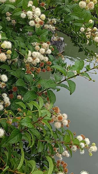 風箱樹 Buttonbush （水芭樂）