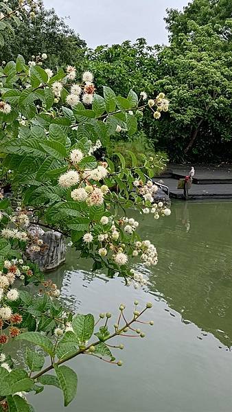 風箱樹 Buttonbush （水芭樂）