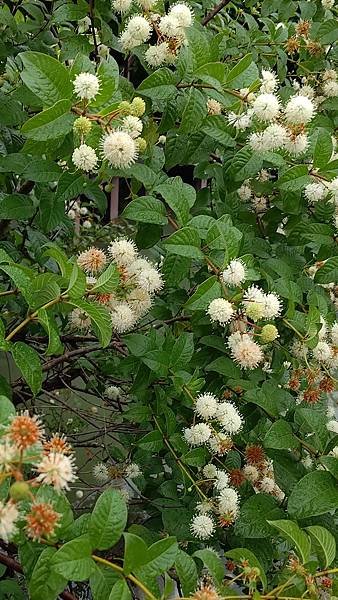 風箱樹 Buttonbush （水芭樂）