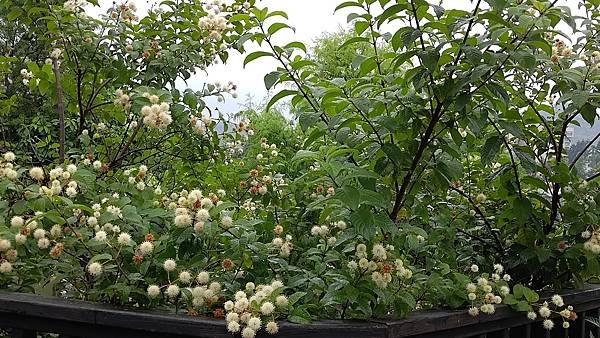 風箱樹 Buttonbush （水芭樂）