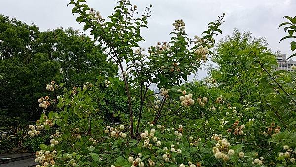 風箱樹 Buttonbush （水芭樂）