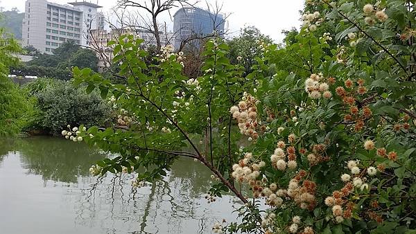 風箱樹 Buttonbush （水芭樂）