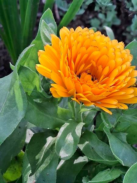 金盞花(金盞菊)