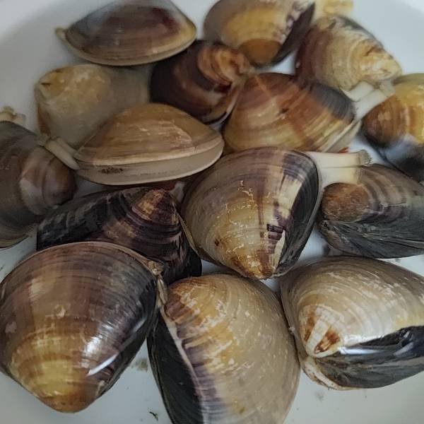 文蛤（clams）