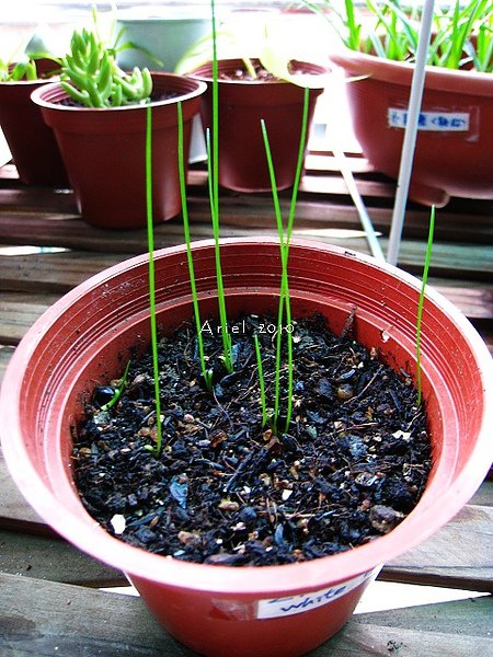 Z.unknown white hybrid