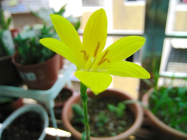 Zephyranthes citrina