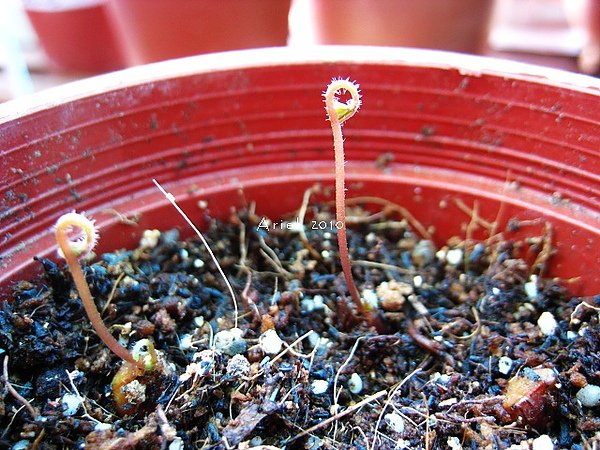 oxalis latifolia