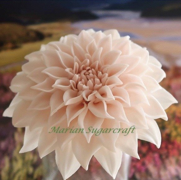 糖花(大理花)  Sugar Dahlia