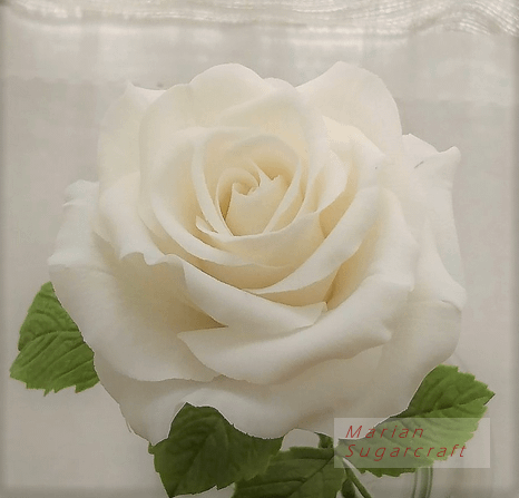 rose  (2).png