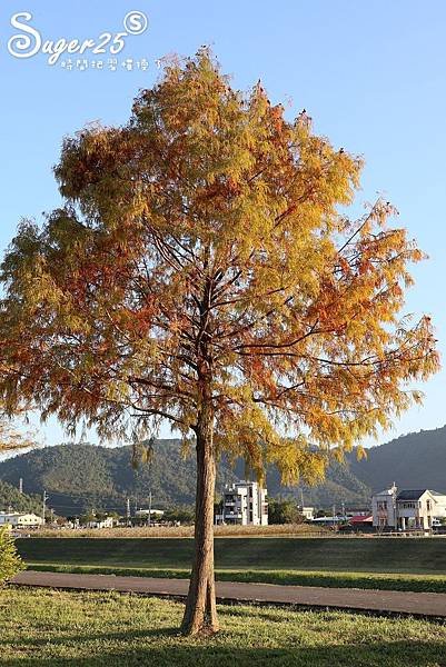 宜蘭季節限定景點落羽松35.jpg