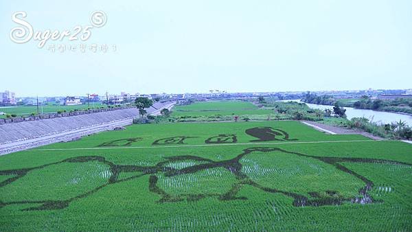 宜蘭壯圍稻田裝置藝術看稻壯圍彩繪田3.jpg