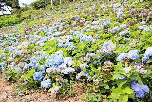 北宜公路縣界公園繡球花海19.jpg