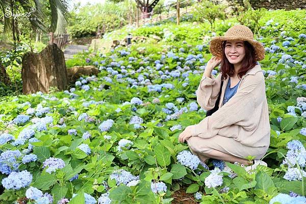 北宜公路縣界公園繡球花海24.jpg