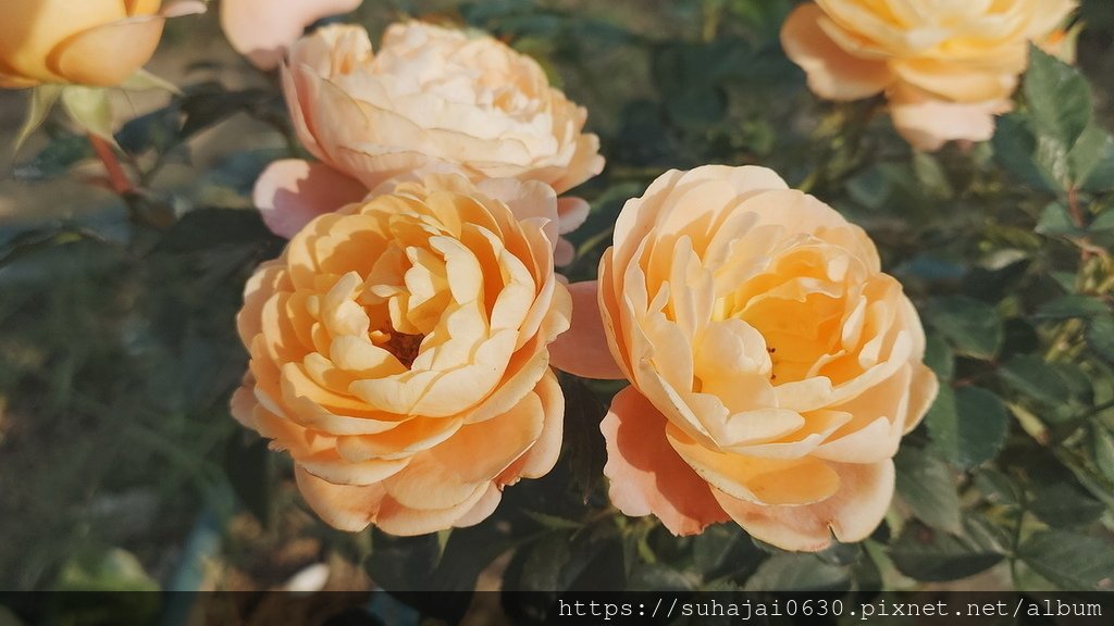 20241228_152319_調整大小 .JPG