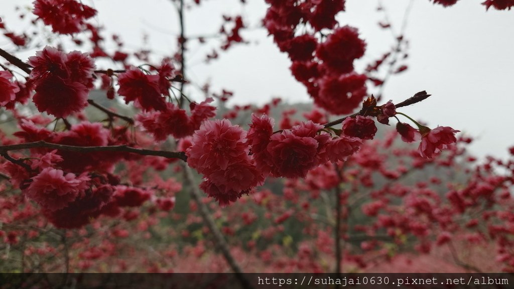 20250223_104747_調整大小 .JPG