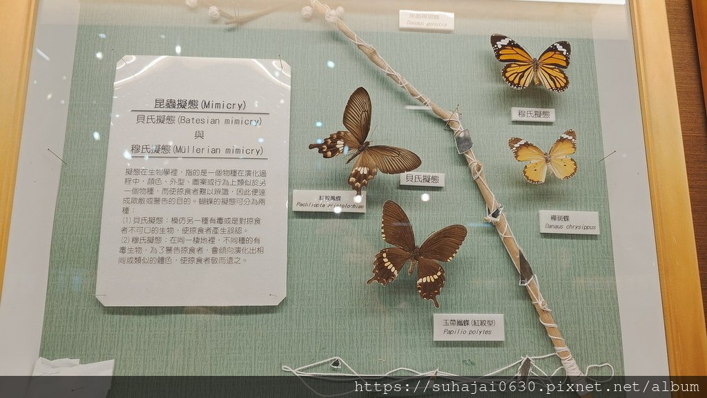 20250309_104256_調整大小 .JPG