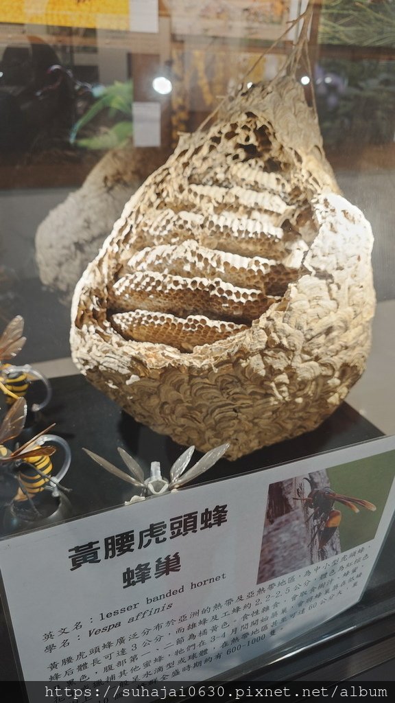 20250309_112409_調整大小 .JPG