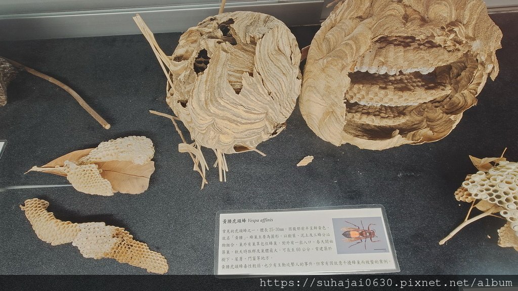 20250309_112553_調整大小 .JPG