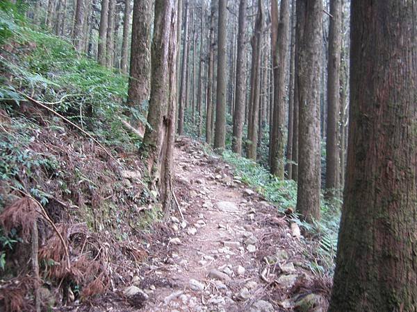 鹿林山 059.JPG