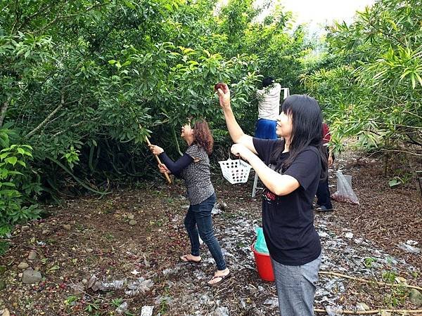 南投水里四季天採果區-2.jpg