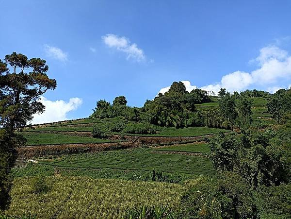 57嘉義阿里山迷糊步道.jpg