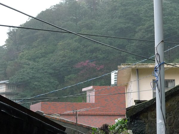 遠處有櫻花~九份還是下雨下不停