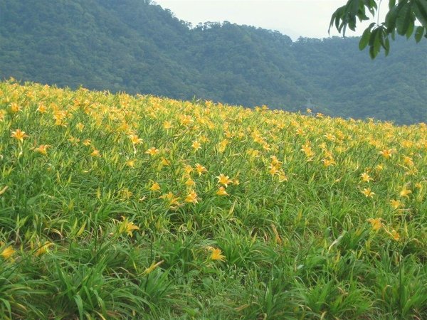 大溪花海 107.jpg