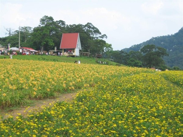 大溪花海 109.jpg