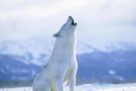 arctic-wolf-howling-spirit-10813-480x320.jpg