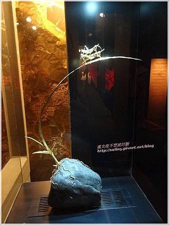 黃金博物館 (124).JPG