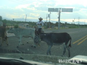 小驢子過馬路