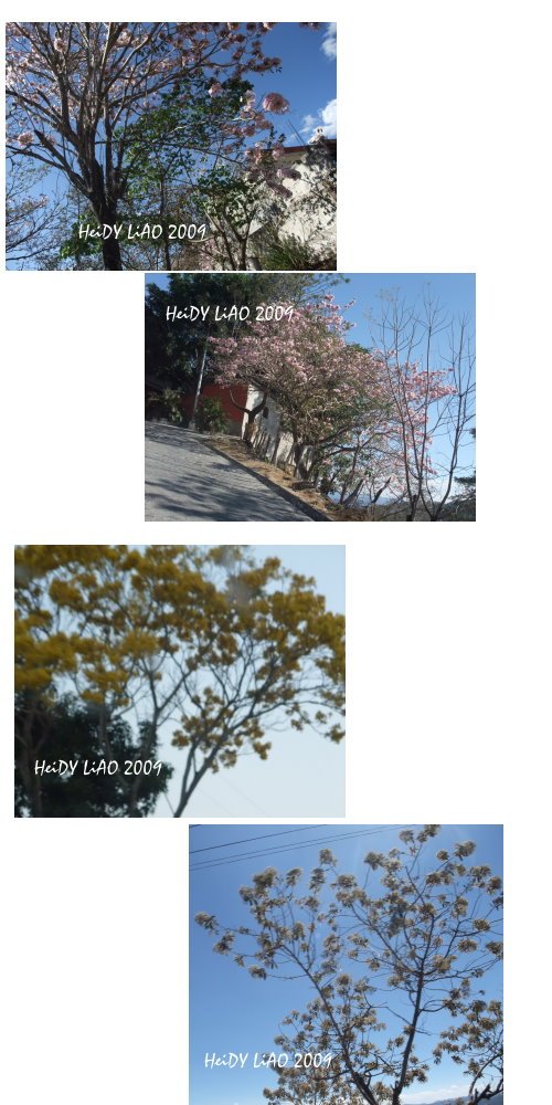 花開的季節.jpg