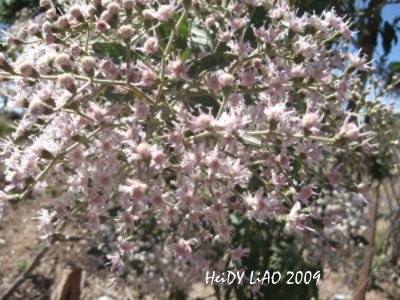 花開的季節1.jpg